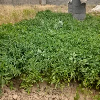 نهال گوجه
