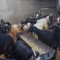 تعدادی بز جوان (توشتیر) ابستن