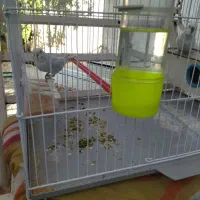 فروش یه جفت مرغ عشق جفتی هلندی