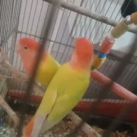 طوطی برزیلی