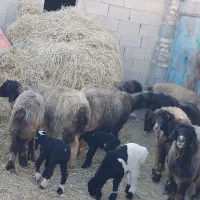 میش وبره ترکی بختیاری روزگاری|حیوانات مزرعه|کربال, |دیوار