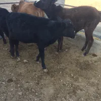 گوساله نر ۱۲۰کیلویی|حیوانات مزرعه|معصومیه, |دیوار