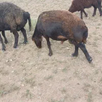 گوسفند زنده