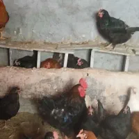 مرغ تخم گزار