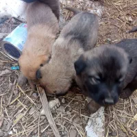 چهار عدد سگ ماده رایگان