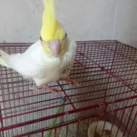 طوطی عروس سوپر رام لوتینو چشم شرابی|پرنده|بابل, |دیوار