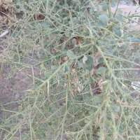 زمین دونبش 58متری