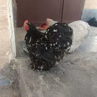 دوعدد مرغ زینتی کوشین