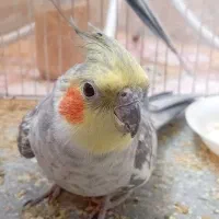 عروس هلندی نر