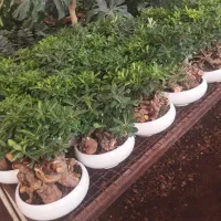 انواع بن سای و درختچه های تزئینی