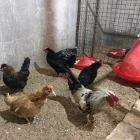 کود مرغ محلی کاملا ارگانیک