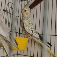عروس هلندی
