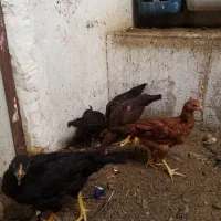 جوجه مرغ|پرنده|مشهد, ویلاشهر|دیوار