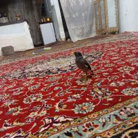 مینا سخنگو|پرنده|تربتحیدریه, حاجی یار|دیوار