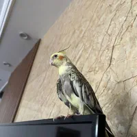 عروس هلندی گم شده