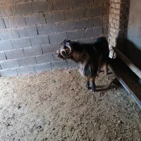 بز بزغاله نربز|حیوانات مزرعه|قرچک, داوود آباد|دیوار