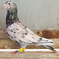 کبوتر سار هفت رنگ