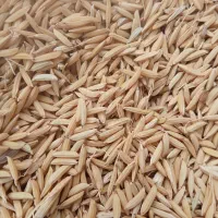 شالی بذری طارم دمسیاه