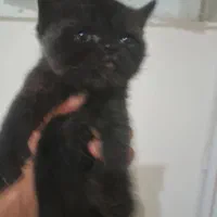 گربه اسکاتیش وبریتیش نر و ماده|گربه|کرج, گوهردشت|دیوار