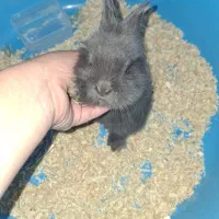 خرگوش لوپ مینیاتوری|موش و خرگوش|اراک, |دیوار