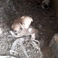 پاکوتاه خشگل