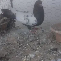 کفتر سینه ایی نر گرفتنی|پرنده|سمنان, |دیوار