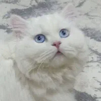 گربه پرشین