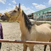 فروش اسب ترکمن مادیان فروش چک معتبر