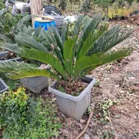 فروش گیاه سیکاس|خدمات باغبانی و درختکاری|اصفهان, بهارستان|دیوار