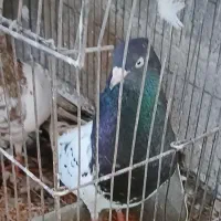 کبوتر|پرنده|مهر, |دیوار