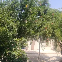اجاره منزل ویلایی|اجارهٔ کوتاه‌مدت ویلا و باغ|شیراز, پشم شیشه|دیوار