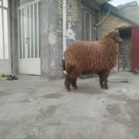 بره گوسفند