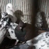 کبوتر ۱۲ عدد|پرنده|کاشان, امیرکبیر|دیوار