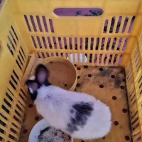 خرگوش مینیاتوری