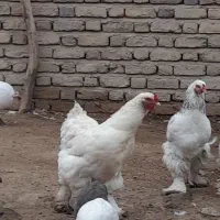 مرغ شاخدارمرغ خروس برهما