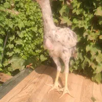 جوجه خروس لاری4ماهه