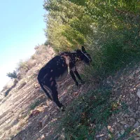 یک عدد ماده خر جوان ابستن