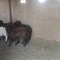 بره هموهترو|حیوانات مزرعه|میمند, |دیوار