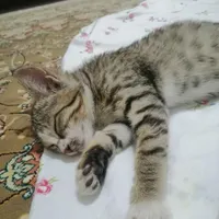 گربه خانگی
