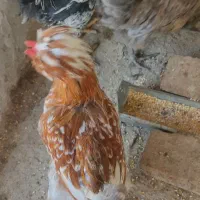 خروس زیبای سلطان|حیوانات مزرعه|اشتهارد, |دیوار