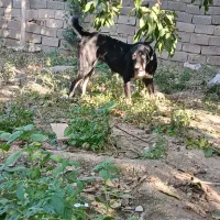 ماده پژدر