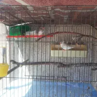قفس با پرنده فنچ زبرا