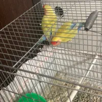 جفت طوطی کوتوله و مرغ عشق پروانه ای ضمانتی|پرنده|زرند, |دیوار