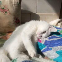 گربه ماده اسکاتیش چشم دو رنگ خشکل|گربه|مشکیندشت, |دیوار