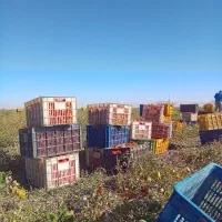 سر کارگر امور کشاورزی