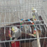 پرنده