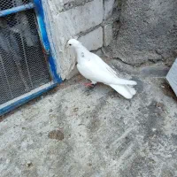 طوقی ماده