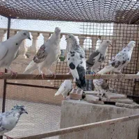 کبوتر تهرانی
