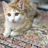 واگذاری گربه خانگی به فرد متعهد