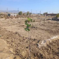 زمین واسه باغ ویلا|فروش دفتر صنعتی، کشاورزی، تجاری|کاشمر, |دیوار